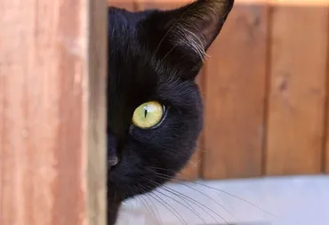 黒猫は不吉」の迷信はウソ!? もともと黒猫は゛福猫゛だった