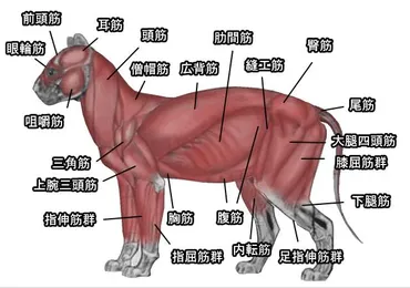 猫の筋肉解剖図・完全ガイド~頭と首、胴体、前足と後足、骨盤としっぽの図解