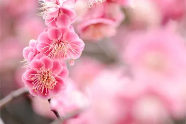 梅の花言葉は素敵な意味が多い?人気の種類なども紹介