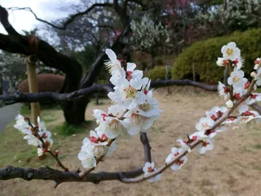 ウメ(梅) : hebdo時季(とき)の花
