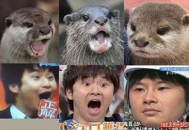 画像あり】いきものがかり吉岡「志村どうぶつ園SP」でカワウソとの初共演に大喜び : つー速