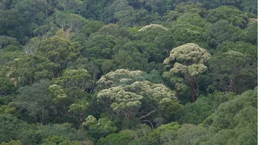 RESEARCH ボルネオ熱帯雨林の 一斉開花の要因を探る
