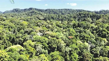 熱帯の一斉開花現象、ボルネオ島で観測…1~10年間隔で予測できず : 読売新聞
