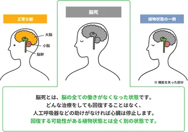 死とは何か!? 死後の世界と老化の秘密死の定義って本当に医学的？