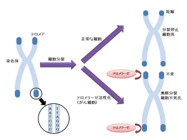 肝胆膵外科】膵癌・胆道癌におけるテロメア・テロメラーゼ活性化機構の解析と集学的癌免疫遺伝子療法への応用