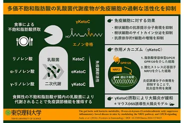 東京理科大学の研究で抗炎症物質発見！？しかも、それお腹の細菌由来ってマジっすか！？