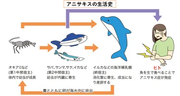 アニサキスによる食中毒