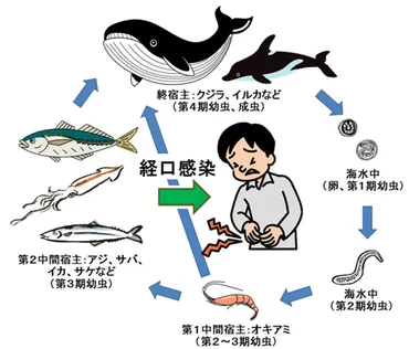 アニサキスにまつわるエトセトラ:その2
