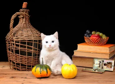 猫はマンゴーを食べても大丈夫?与える時の注意点