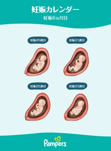 妊娠 6ヵ月: ママの心と体に起こる変化