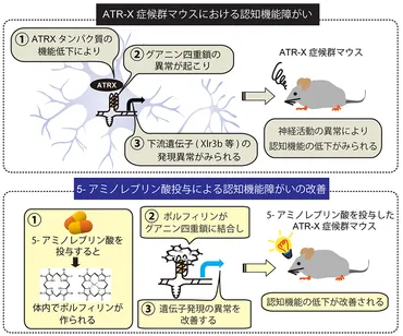 難治性疾患「ATR