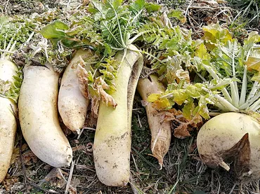腐った大根の特徴。見た目や臭い、味は?食べられるか判断はどうする?