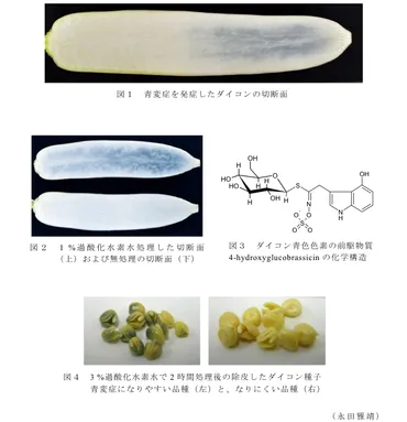 青く変色しやすいダイコン品種の判別法と青色色素前駆物質の解明