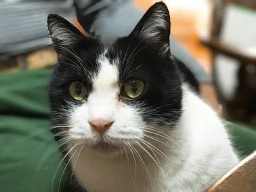 2023年、本当は「ネコ」年!? 「ネコがネズミを追い回す」「犬猿の仲」の由来 『十二支』の昔話 