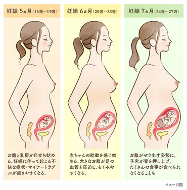 妊娠中期(安定期)はいつからいつまで?過ごし方のポイントと注意点