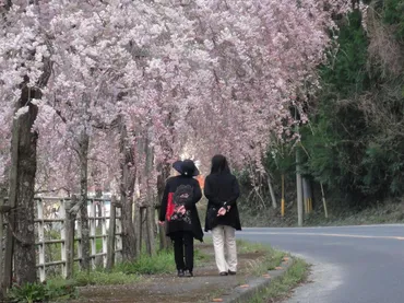 力丸ダム(しだれ桜)