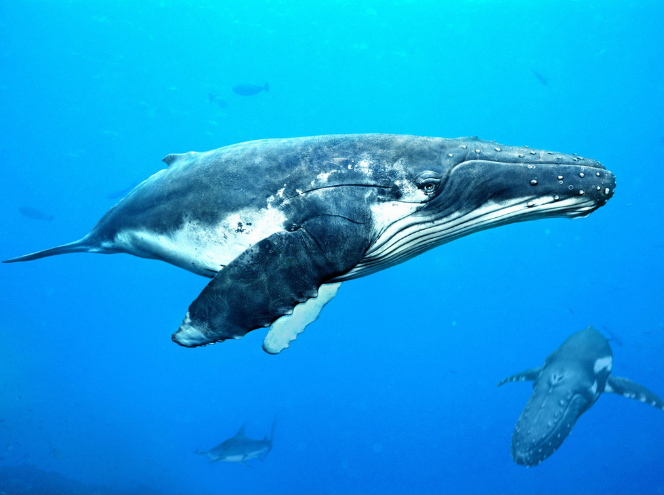 【※驚愕】海岸に大量のクジラの死骸が流れ着いた。彼らの胃の解剖結果に全世界が驚愕した・・・